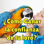 como hacer que mi loro me tenga confianza, como ganar la confianza de mi loro