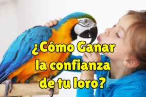 como hacer que mi loro me tenga confianza, como ganar la confianza de mi loro