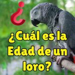 ¿cómo saber la edad de un loro? ¿que edad tiene un loro? edad de mi loro