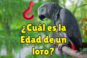 ¿cómo saber la edad de un loro? ¿que edad tiene un loro? edad de mi loro