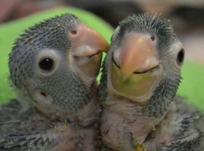 loro joven, loro bebé, como saber la edad de un loro