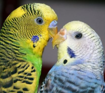 perico y loro diferencias