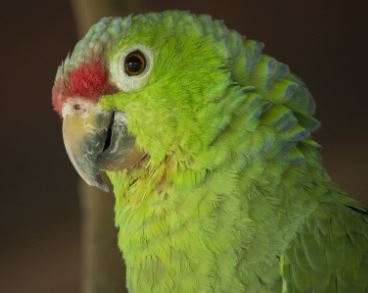 Diferencias entre los pericos y los loros