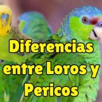 diferencias entre loro y perico