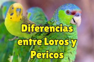 diferencias entre loro y perico