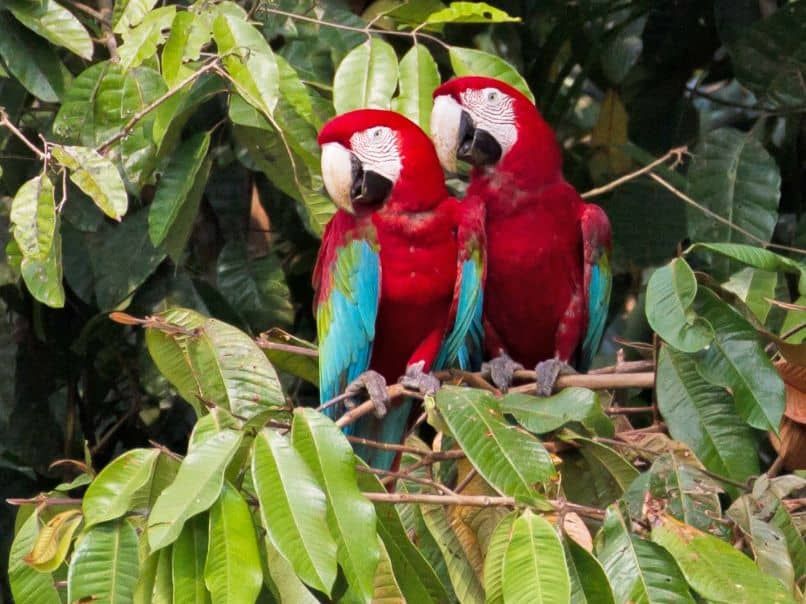 pareja de guacamayos rojos aliverde