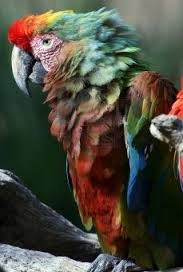 loro viejo, loros viejos, como adivinar la edad de los loros