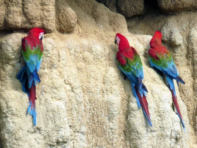 guacamayo rojo