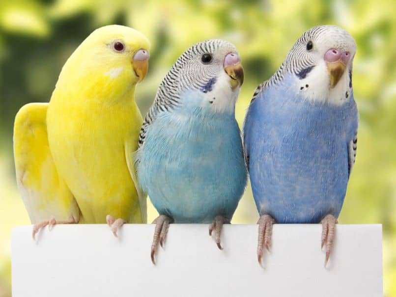 tres periquitos australianos