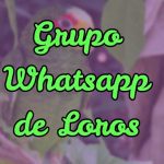 grupo de whatsapp para loros, grupo de información para loros en whatsapp