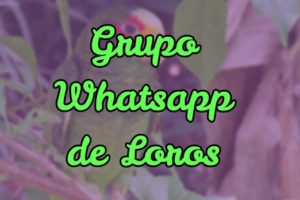 grupo de whatsapp para loros, grupo de información para loros en whatsapp