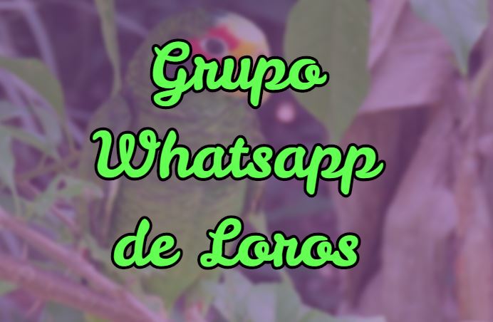 grupo de whatsapp para loros, grupo de información para loros en whatsapp