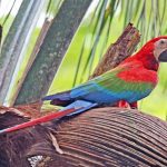 guacamayo rojo o aliverde, características y comportamiento como mascota