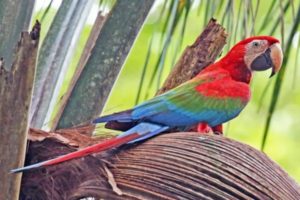 guacamayo rojo o aliverde, características y comportamiento como mascota