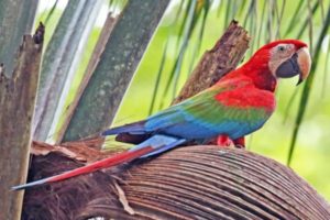 guacamayo rojo o aliverde, características y comportamiento como mascota