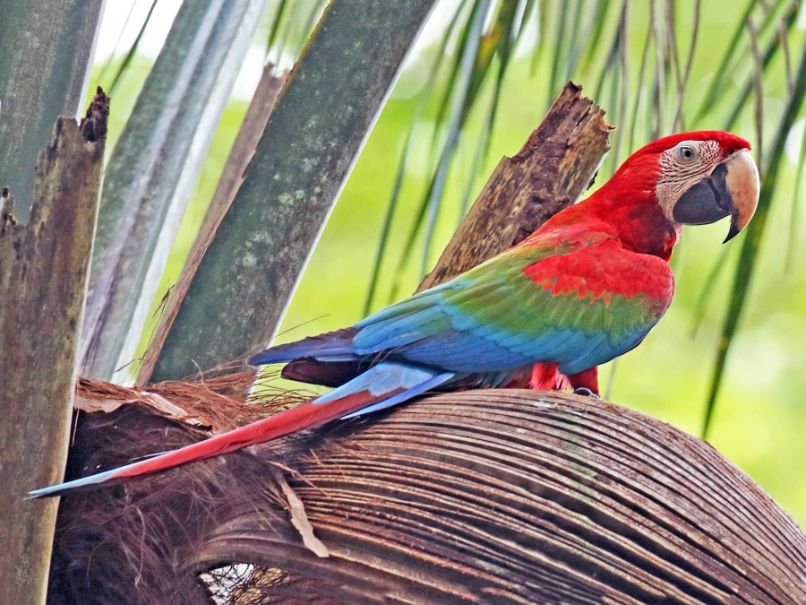 guacamayo rojo o aliverde, características y comportamiento como mascota