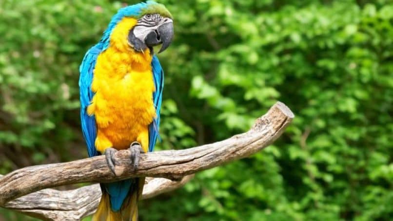 guacamayo amarillo posando