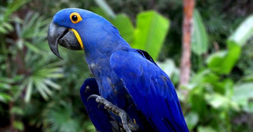 comportamiento como mascota del guacamayo jacinto o guacamayo azul