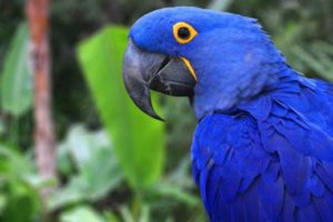 guacamayo azul o guacamayo jacinto, características, todo sobre el guacamayo azul