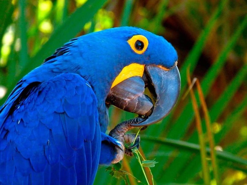 guacamayo azul o guacamayo jacinto con gran pico