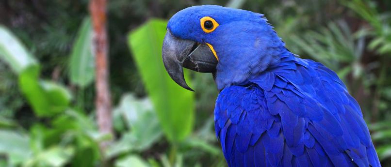 guacamayo azul o guacamayo jacinto, características, todo sobre el guacamayo azul