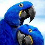 exoticas guacamayas azules