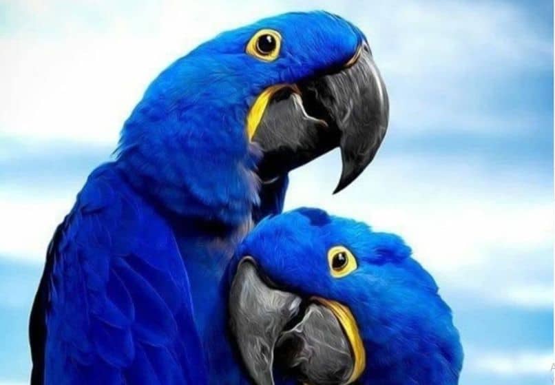 exoticas guacamayas azules