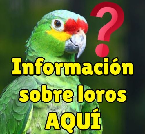 Todo sobre loros, características de los loros, que son los loros, como son los loros, blog de loros