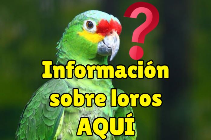 Todo sobre loros, características de los loros, que son los loros, como son los loros, blog de loros