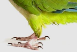 patas de loro, patas de loros, todo sobre los loros