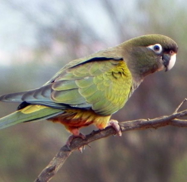 loro barranquero en rama solo