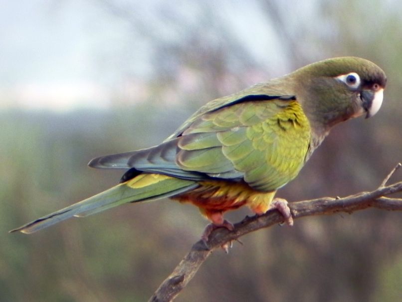 crianza del loro barranquero