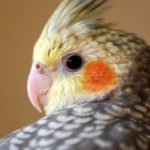 cacatua ninfa con pico