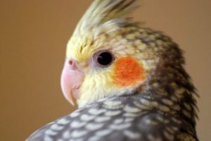 cacatua ninfa con pico