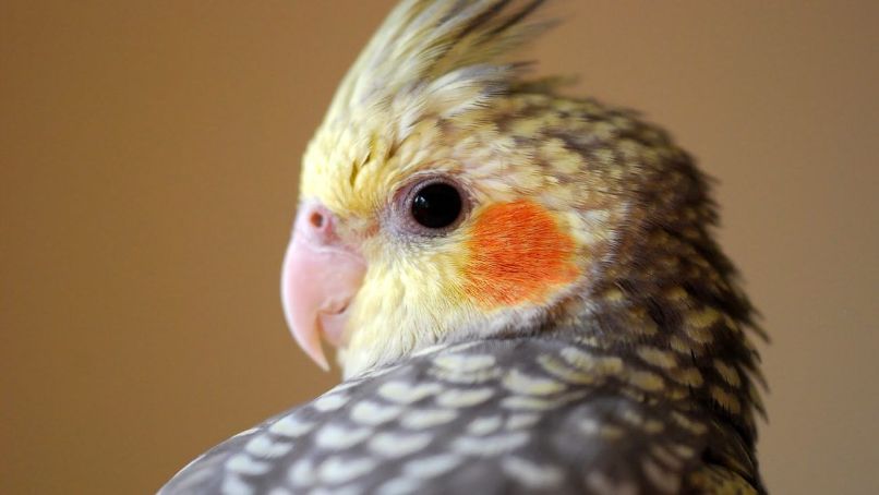 cacatua ninfa con pico