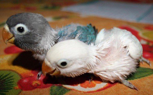 Nombres para Agapornis bebés, nombres para bebés agapornis inseparables