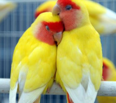 Nombres bonitos para agapornis Hembra, nombres para inseparables hembra