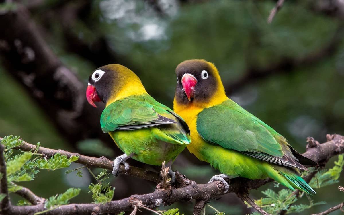 pareja de bellos cabecinegros