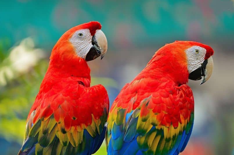 pareja de guacamayos rojos