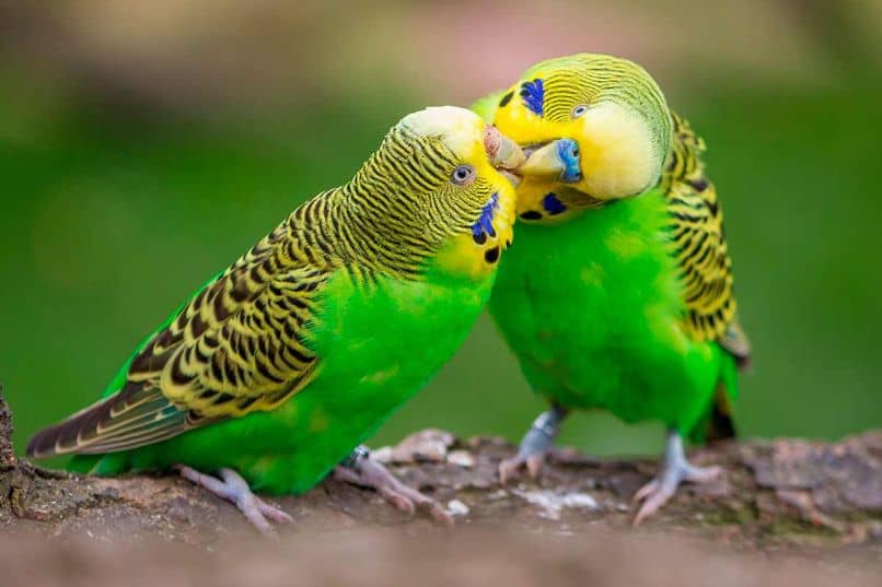 novios australianos