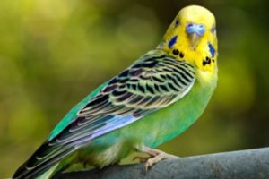 perico australiano de colores