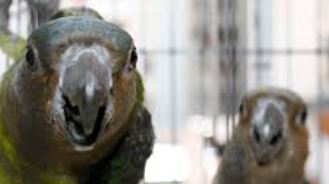 por que mi loro es agresivo?