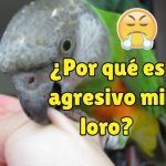 Por que mi loro es agresivo, causas de que mi loro sea agresivo