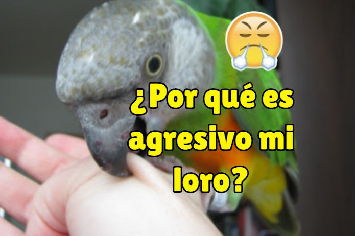 Por que mi loro es agresivo, causas de que mi loro sea agresivo