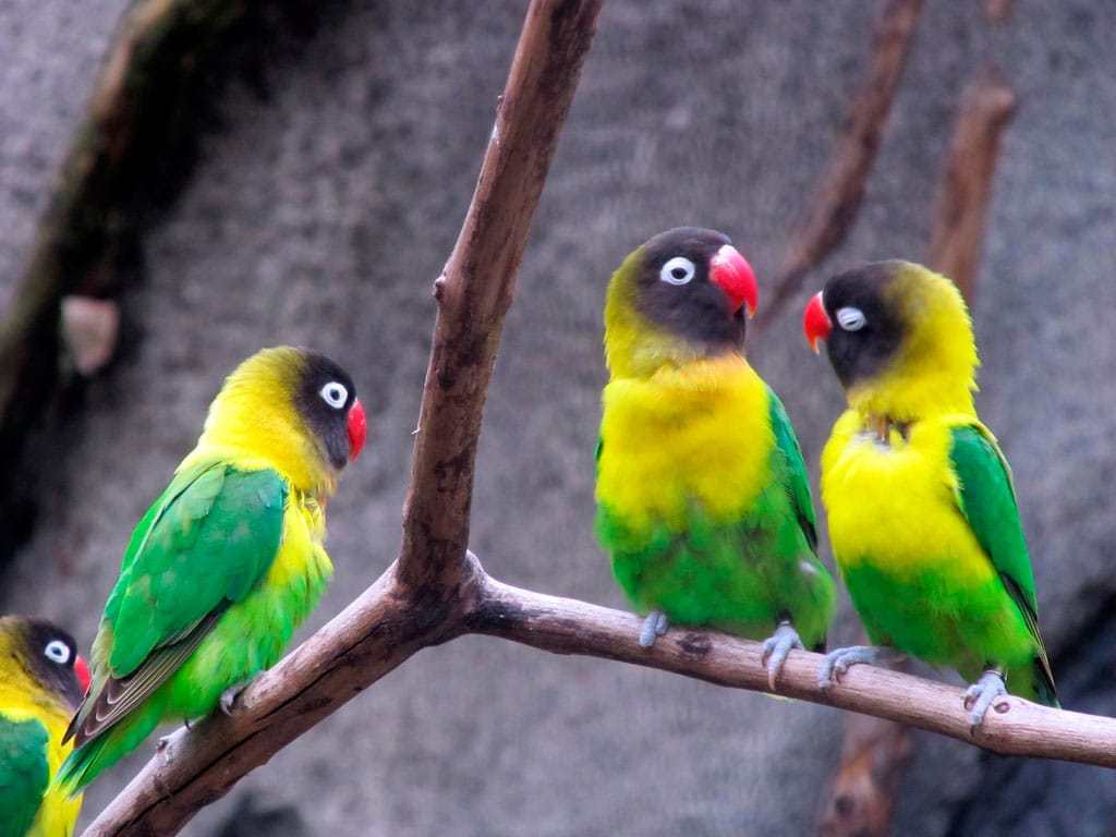 familia de cabecinegros