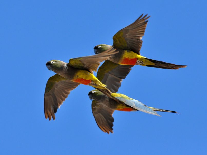 características del loro barranquero