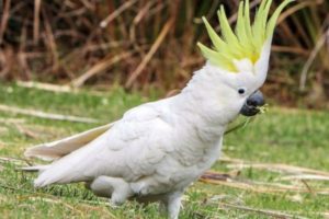 loro galerita
