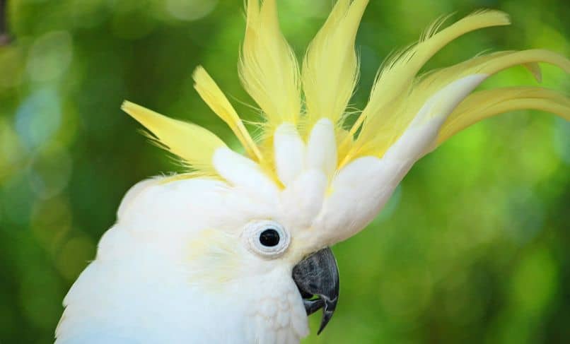 cacatua sulphurea con cresta amarilla, cacatua sulfúrea