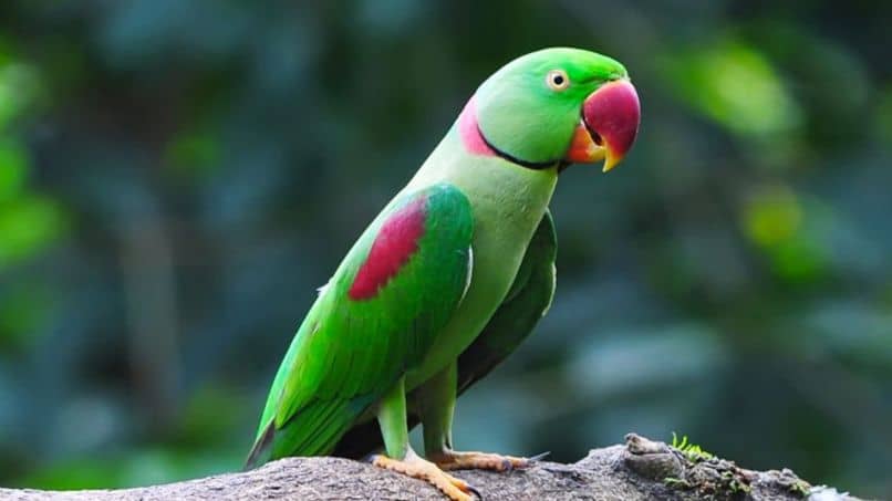 cotorra de pico rojo y verde