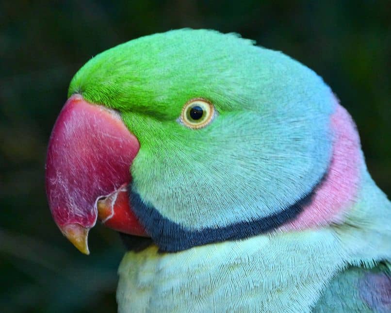 cotorra con pico rojo